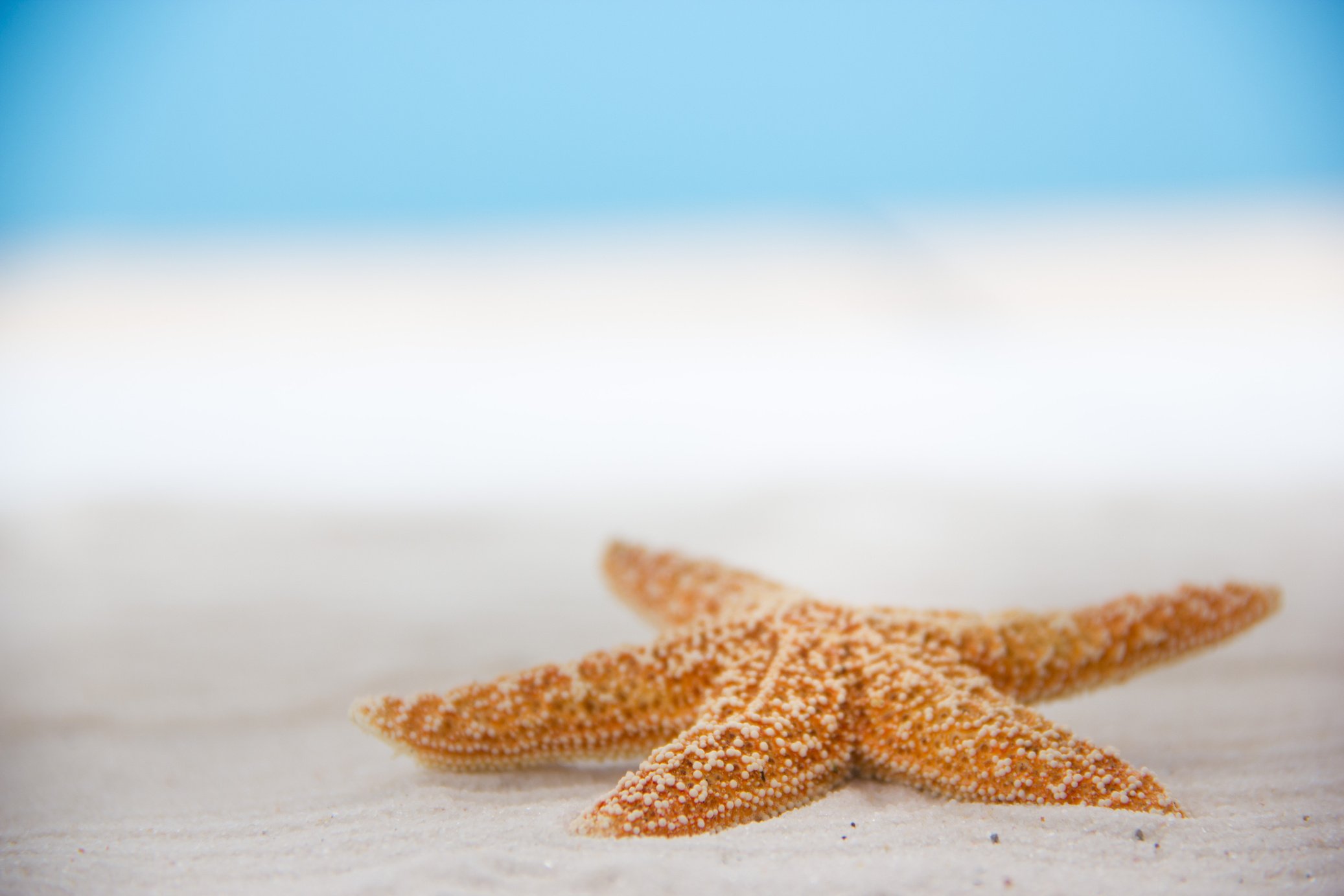 starfish works health wellness speech language pathologist speech therapy family healthy aging quality of life make memories connection communication make a difference mission gift helping others sharing stories longevity impact service education